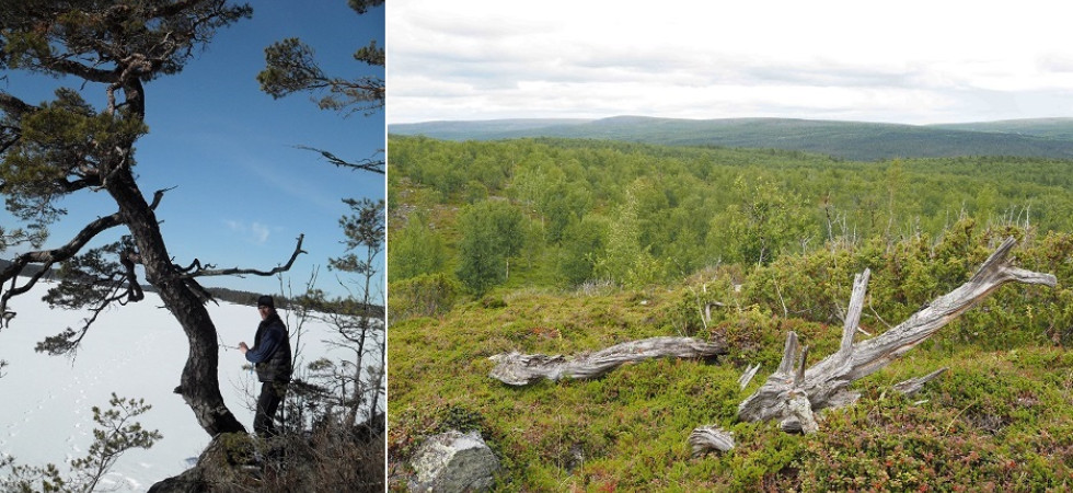 Clima, mai così caldo negli ultimi 1.200 anni: la conferma dallo studio degli anelli degli alberi